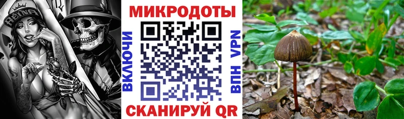Псилоцибиновые грибы Psilocybe  Вязьма 